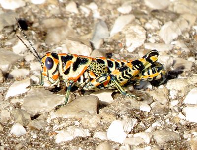 Rainbow Grasshopper