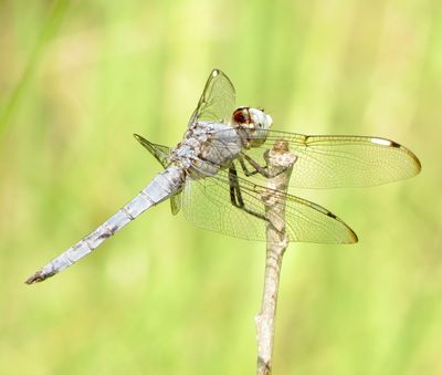 Comanche Skimmer