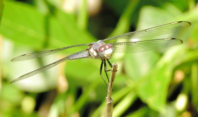 Comanche Skimmer