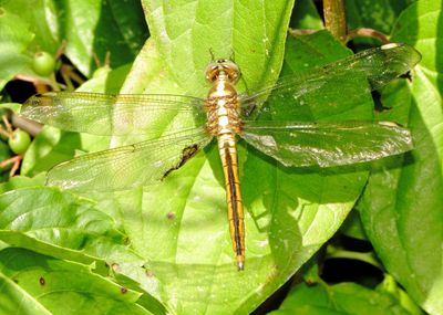 Comanche Skimmer