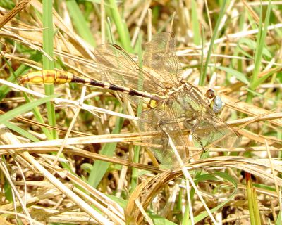 Sulphur-Tipped Clubtail