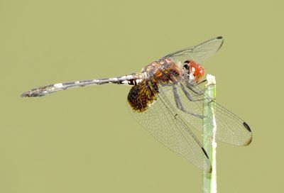 Checkered Setwing