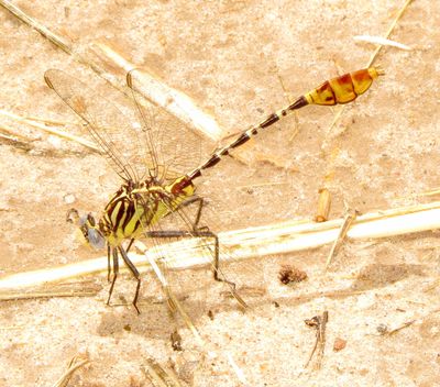Flag-Tailed Spinyleg