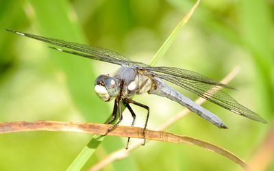Comanche Skimmer