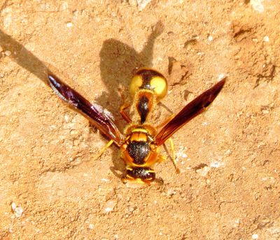 Boll's Potter Wasp