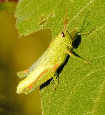 Showy Grasshopper