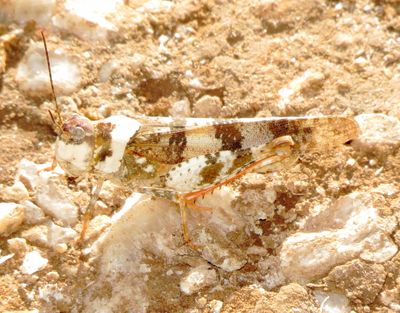 Say's Grasshopper