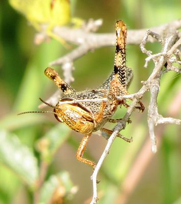 Obscure Bird Grasshopper