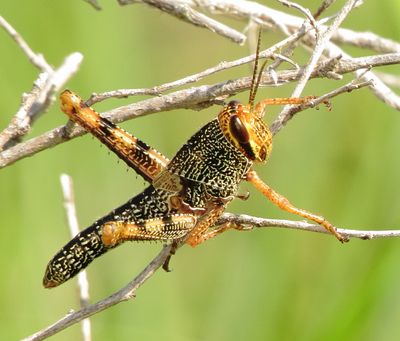 Obscure Bird Grasshopper