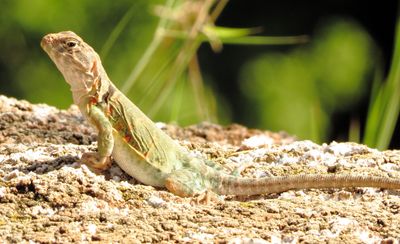 Eastern Collared Lizard