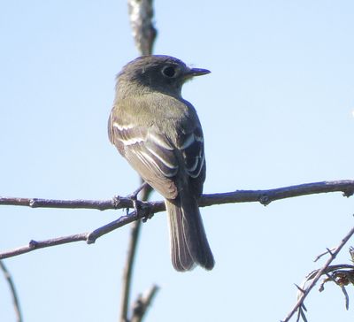 Unidentified Empidonax Species