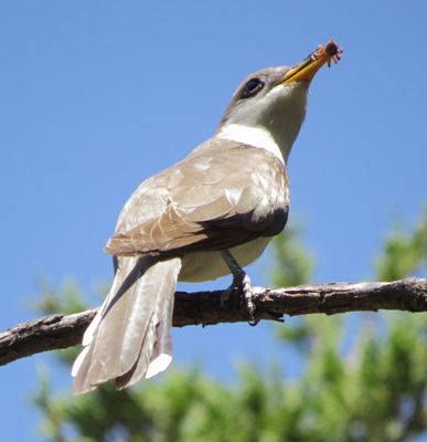 Yellow-Billed Cuckoo