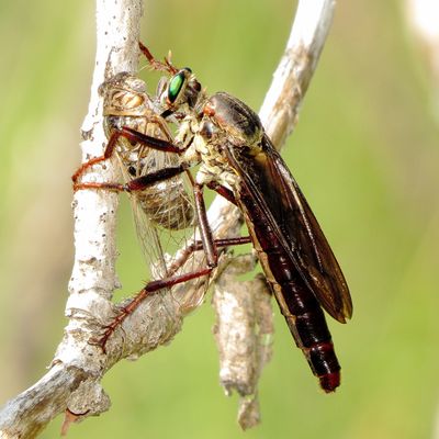 Giant Prairie Robber Fly