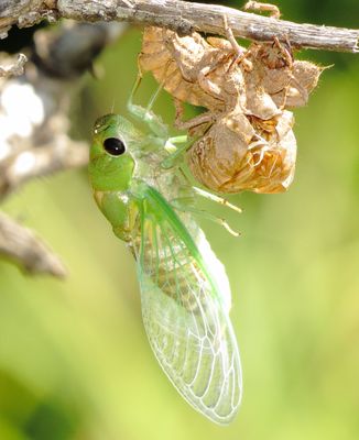 Superb Dog-Day Cicada