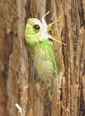Superb Dog-Day Cicada