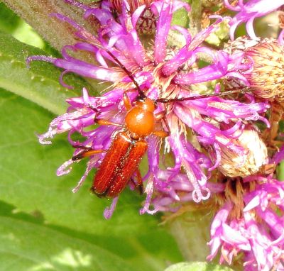 Sutured Longhorn Beetle