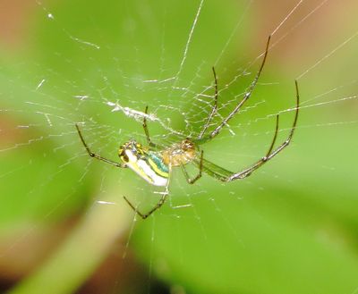 Orchard Orbweaver