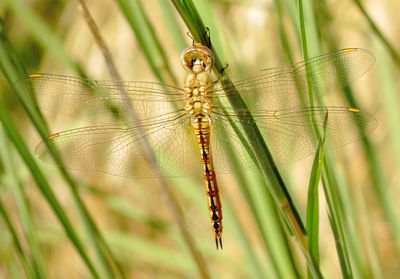 Wandering Glider
