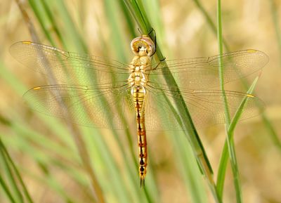 Wandering Glider