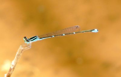 Stream Bluet