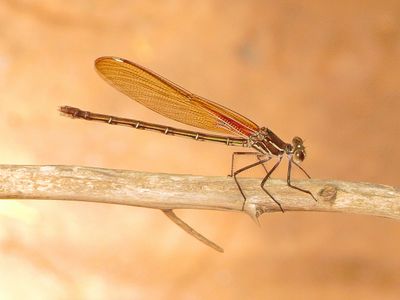 American Rubyspot