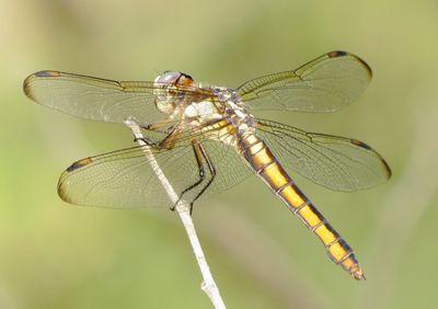 Comanche Skimmer
