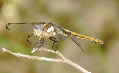Comanche Skimmer