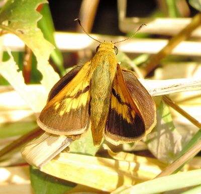 Dion Skipper