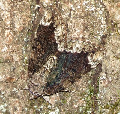 Betrothed Underwing Moth