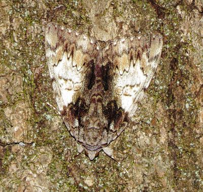 Hawthorn Underwing Moth