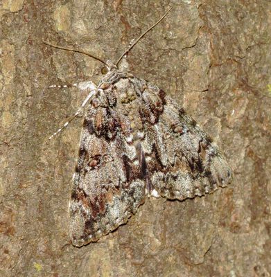 Tearful Underwing Moth
