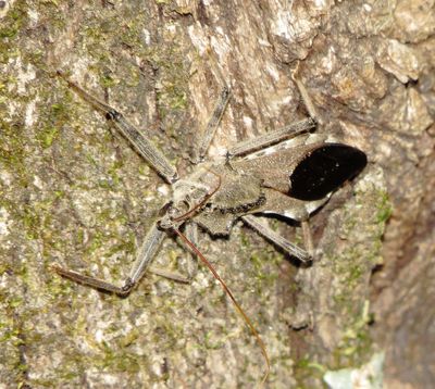 North American Wheel Bug