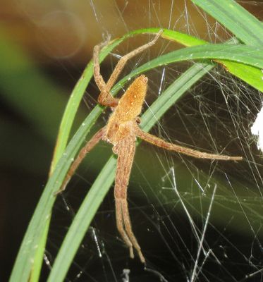 American Nursery Web Spider