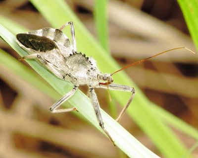 North American Wheel Bug