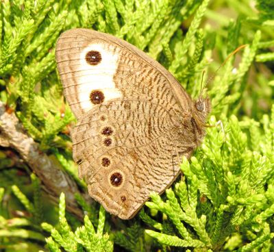 Common Wood Nymph