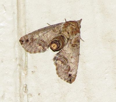 Large Paectes Moth