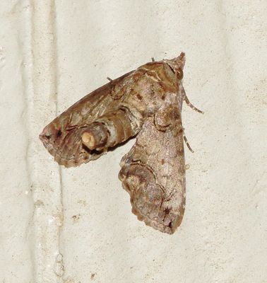 Large Paectes Moth