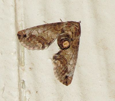 Large Paectes Moth