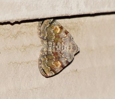 American Idia Moth