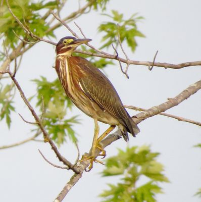 Green Heron