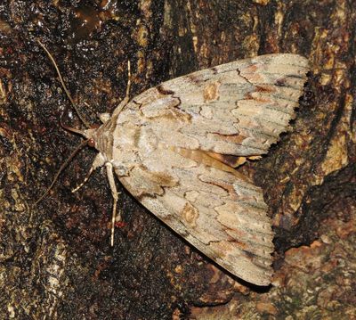 Bride Underwing Moth