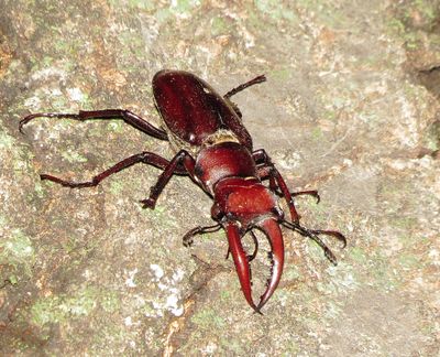 Giant Stag Beetle