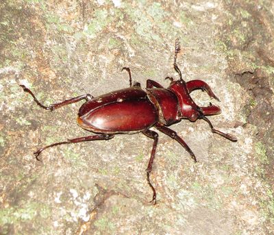 Giant Stag Beetle