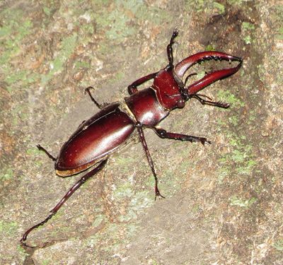 Giant Stag Beetle