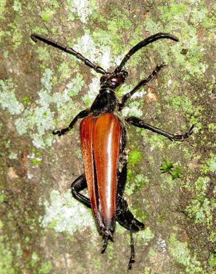 Stenelytrana emarginata