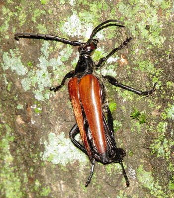 Stenelytrana emarginata