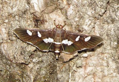Complex Desmia Funeralis
