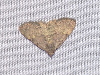 Common Idia Moth