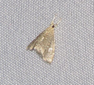 White-Spotted Nephrogramma