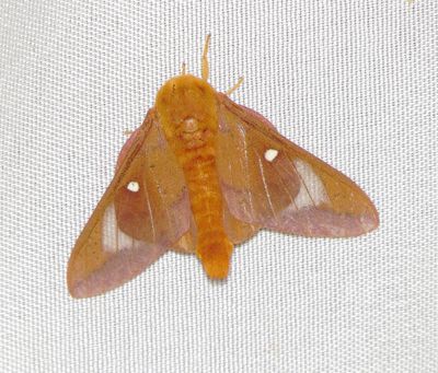 Texas Pink-Striped Oakworm Moth